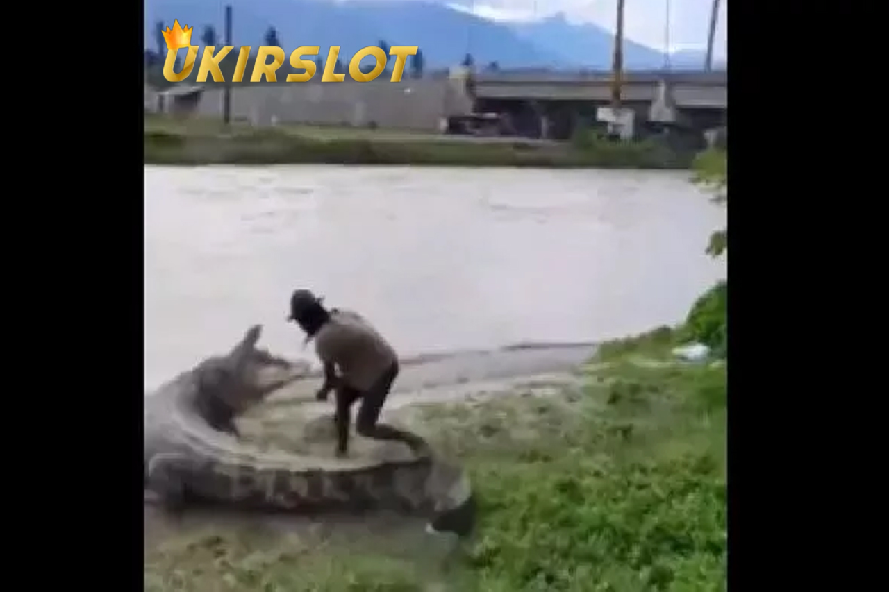 Nyaris Di terkam Gegara Nekat Ganggu Buaya Berukuran Besar, Aksi Pria Ini Justru Tuai Komentar Kocak