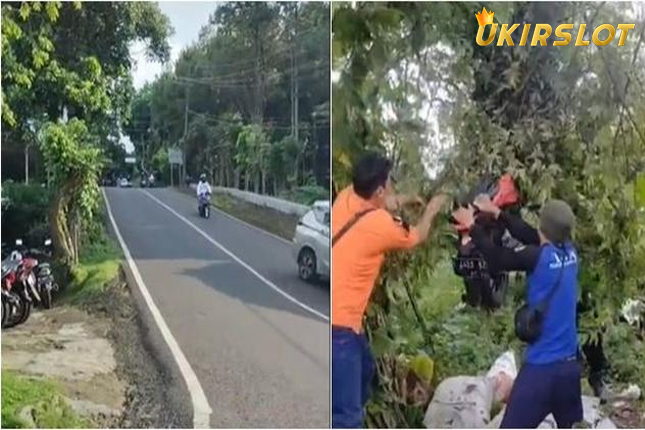 Alami Rem Blong, Motor Wisatawan Ini Nyangkut ke Atas Pohon Setinggi 3 Meter