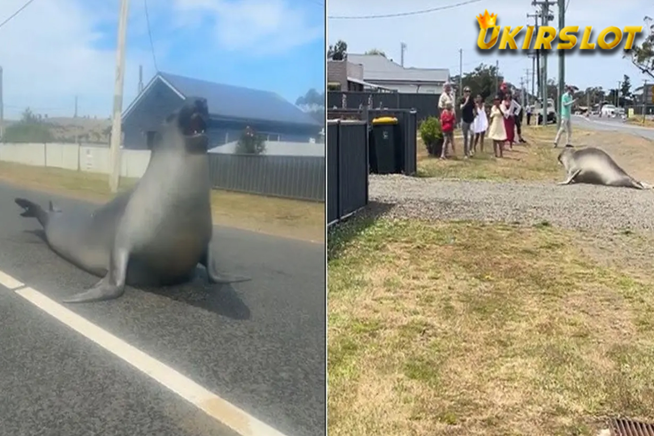 Viral Anjing Laut Seberat 600 Kg Suka Berkeliaran di Jalan Raya, Bikin Khawatir