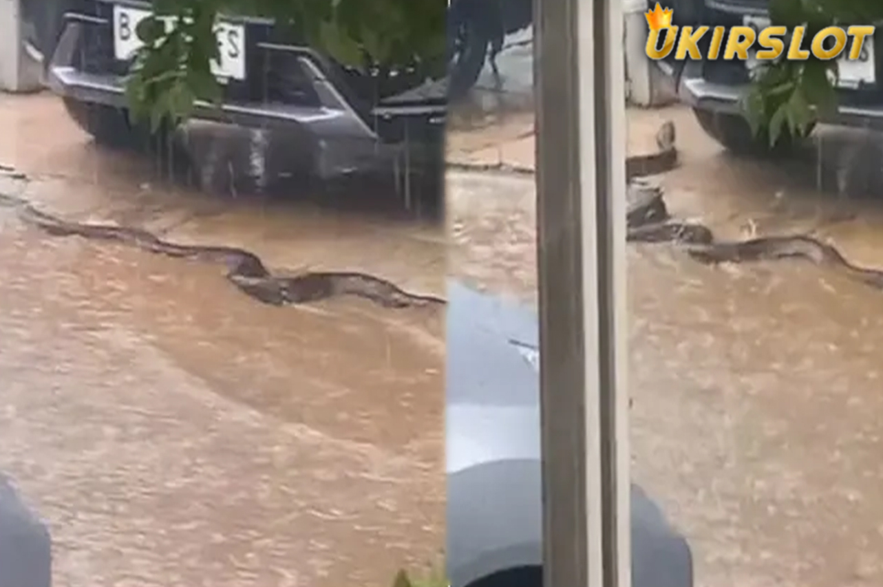 Viral Ular Piton Raksasa Merayap di Depan Rumah Warga saat Hujan, Bikin Ngeri