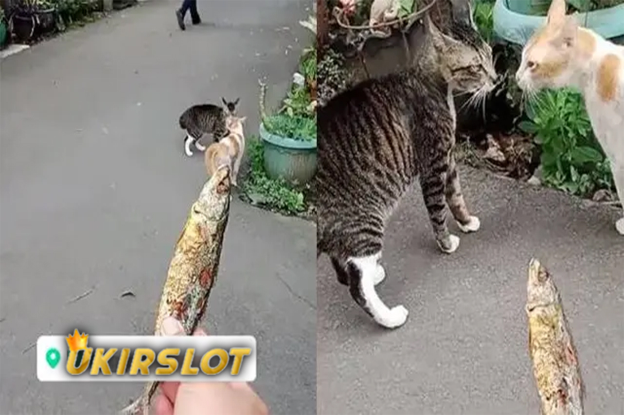 Viral Momen Nyeleneh Orang Lerai Kucing Berantem Pakai Ikan Ini Berujung Kocak