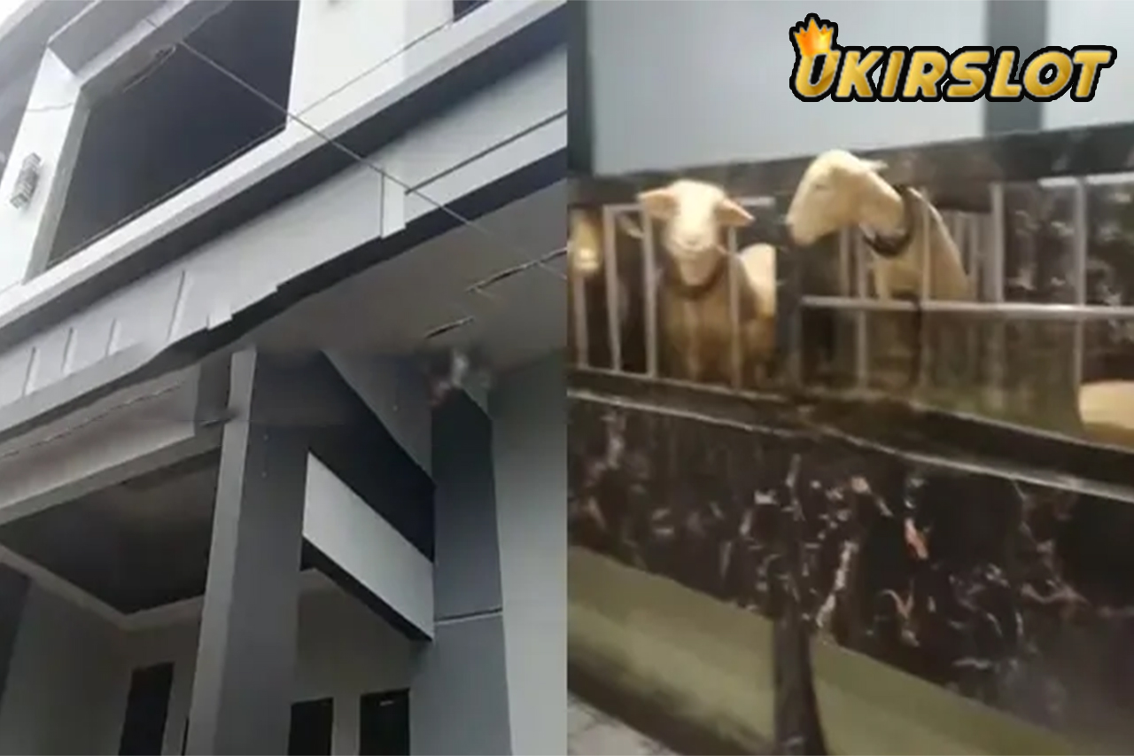 Viral Rumah Mewah Kambing di Banjarnegara Bikin Netizen Iri, Full Keramik