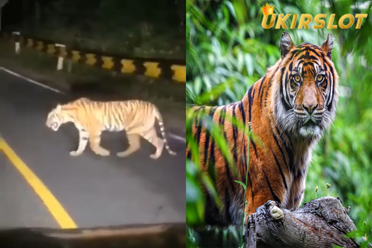 Viral Video Harimau Sumatra Mondar-Mandir di Jalan Raya, Warga Pesisir Barat Ketar-Ketir