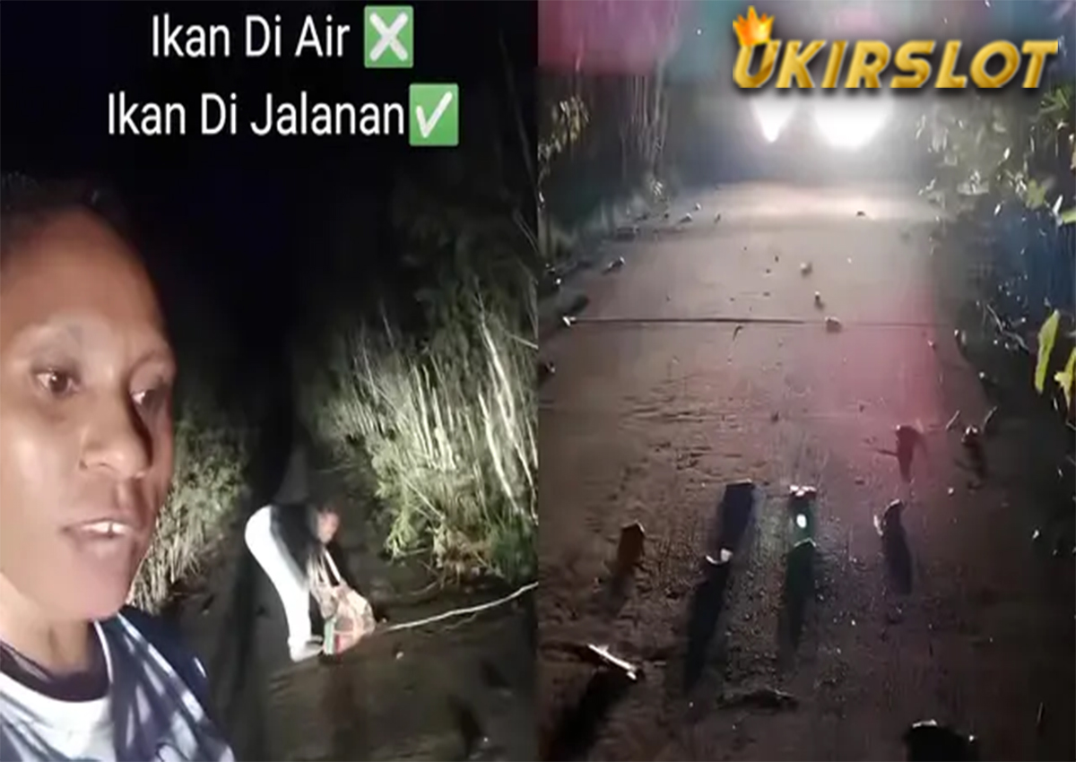 Viral Penampakan Ratusan Ikan di Jalanan, Warga: Tetap Enak Dimakan