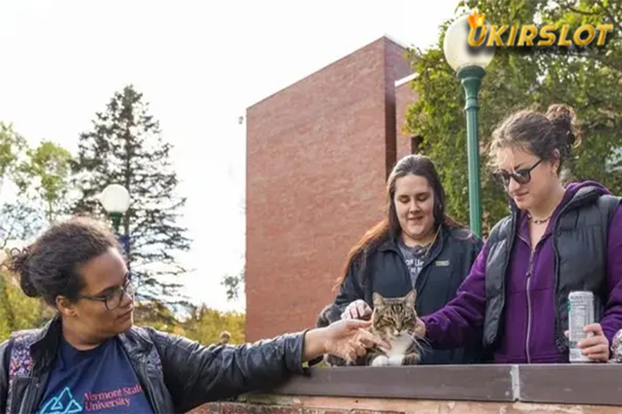 Bantu Mahasiswa Semangat Kuliah, Kucing Ini Dapat Gelar Kehormatan dari Kampus