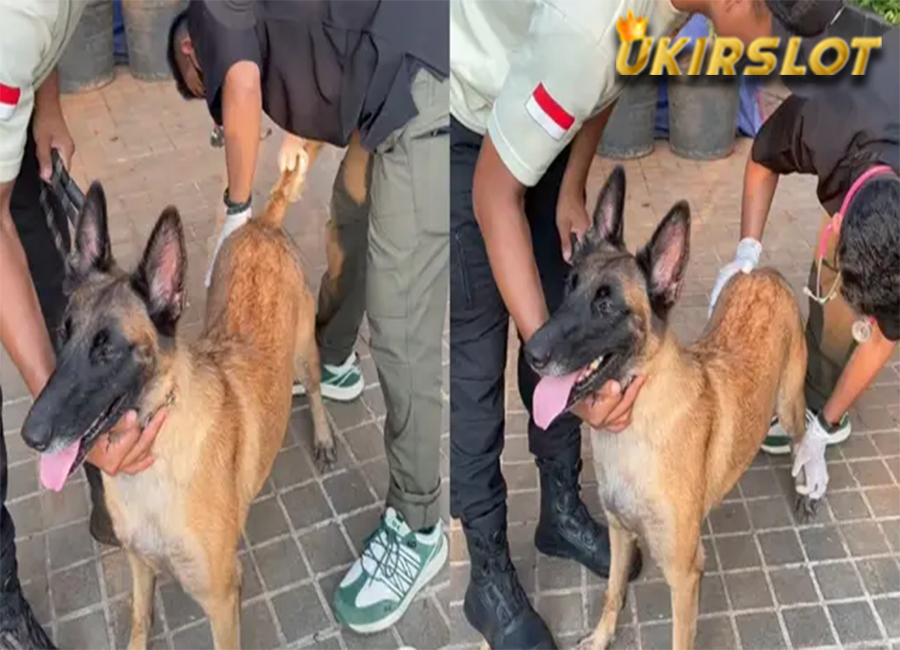 Viral, Beredar Video Penjelasan Insiden Security Pukul Anjing di Plaza Indonesia