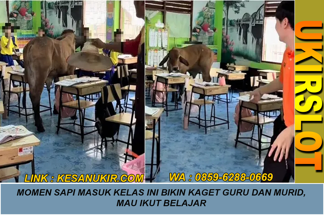 Momen Sapi Masuk Kelas Ini Bikin Kaget Guru dan Murid, Mau Ikut Belajar