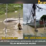 Viral Ular Piton Raksasa Berenang di Air Banjir, Diduga Telah Memangsa Anjing