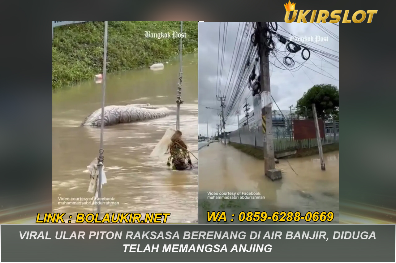 Viral Ular Piton Raksasa Berenang di Air Banjir, Diduga Telah Memangsa Anjing