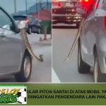 Ular Piton Santai di Atas Mobil yang Melaju, Diingatkan Pengendara Lain Pakai Klakson