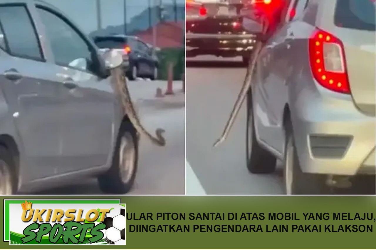 Ular Piton Santai di Atas Mobil yang Melaju, Diingatkan Pengendara Lain Pakai Klakson