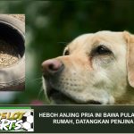 Heboh Anjing Pria Ini Bawa Pulang Bom ke Rumah, Datangkan Penjinak Bom