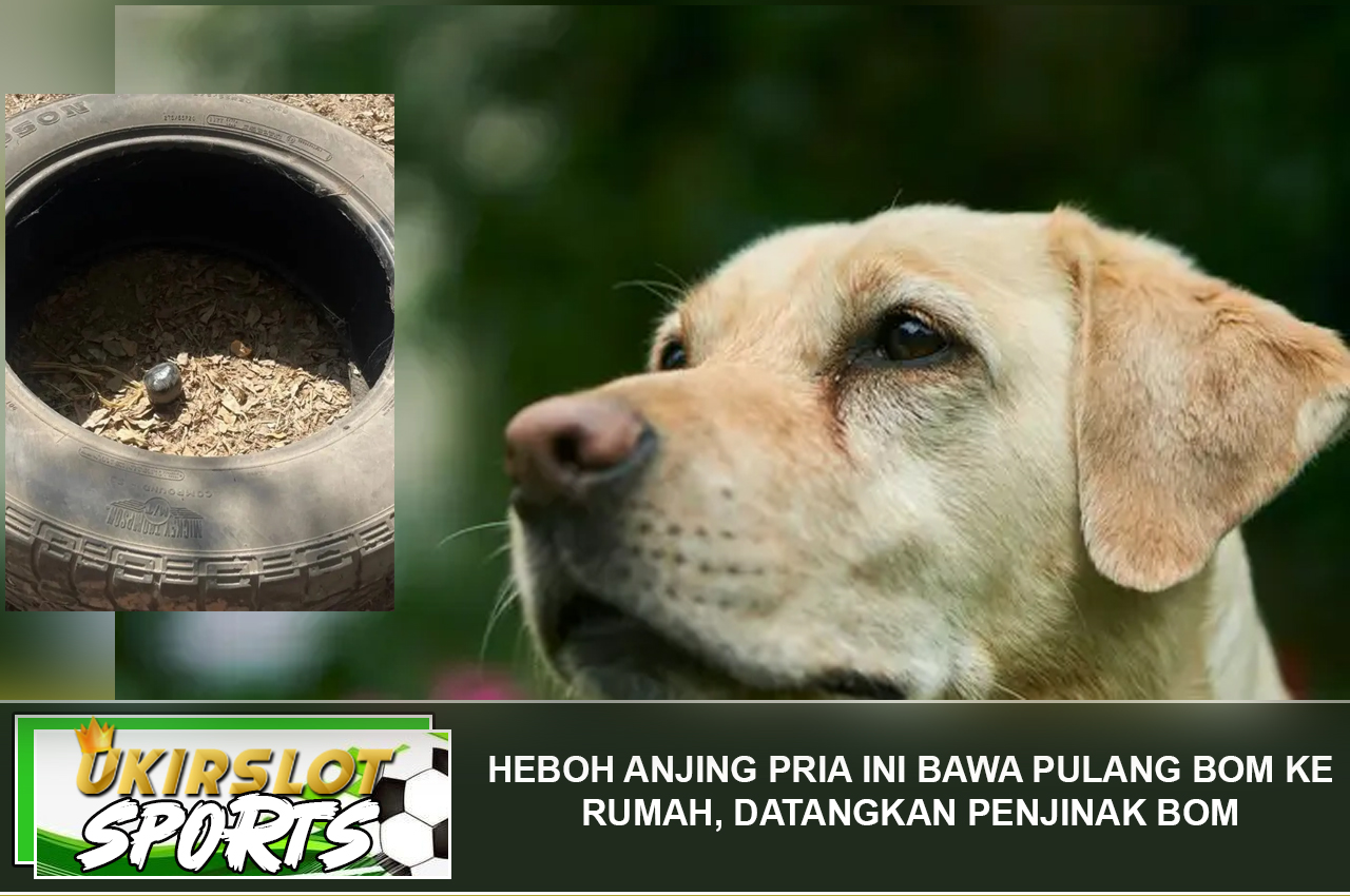 Heboh Anjing Pria Ini Bawa Pulang Bom ke Rumah, Datangkan Penjinak Bom