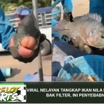 Viral Nelayan Tangkap Ikan Nila Bibir Tebal Bak Filler, Ini Penyebabnya