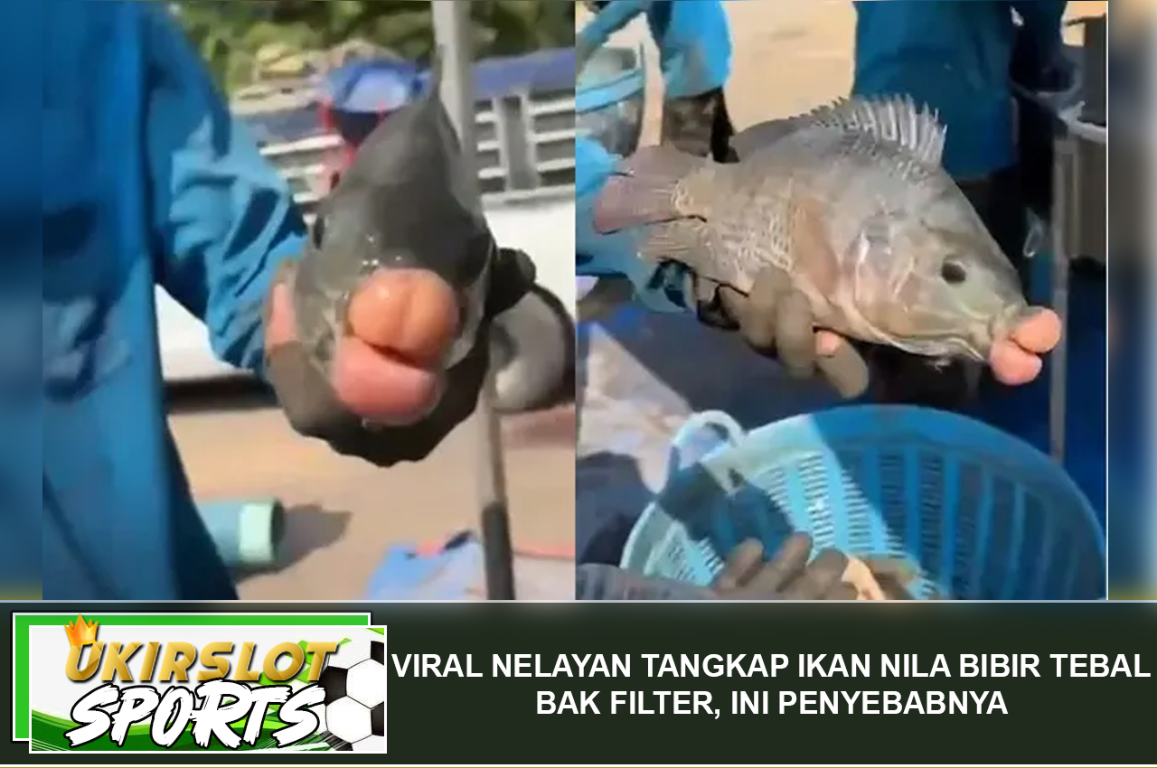 Viral Nelayan Tangkap Ikan Nila Bibir Tebal Bak Filler, Ini Penyebabnya