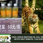 Viral Kebun Binatang Ini Jual Urin Harimau untuk Obat Rematik, Tuai Kontroversi