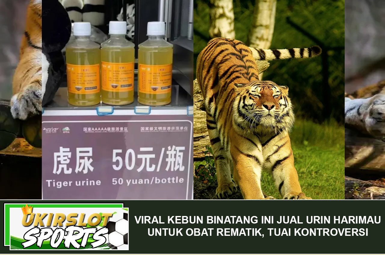 Viral Kebun Binatang Ini Jual Urin Harimau untuk Obat Rematik, Tuai Kontroversi