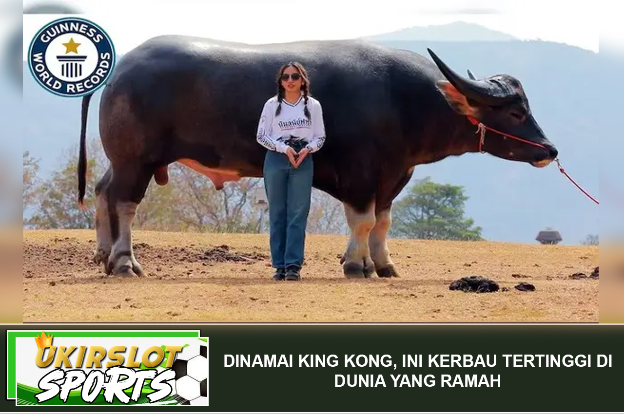 Dinamai King Kong, Ini Kerbau Tertinggi di Dunia yang Ramah